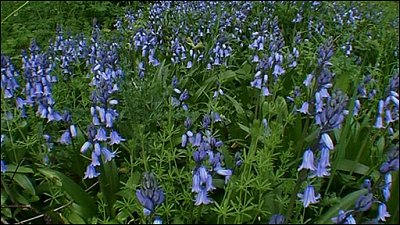 Spanish bluebells